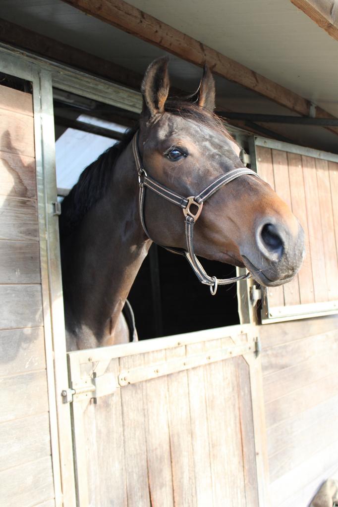 5 jarige merrie tekoop, Merrie, Recreatiepaard, 3 tot 6 jaar