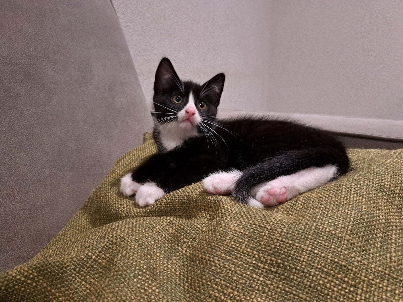 Lieve knuffel kittens mogen verhuizen, Dieren en Toebehoren, Meerdere dieren, Kortharig, 0 tot 2 jaar