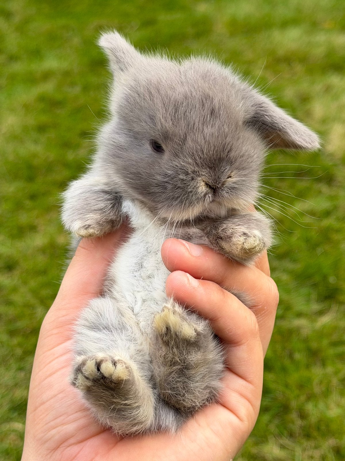 Prachtige Minilop konijntjes te reserveren!, Meerdere dieren, Dwerg, Hangoor, 0 tot 2 jaar