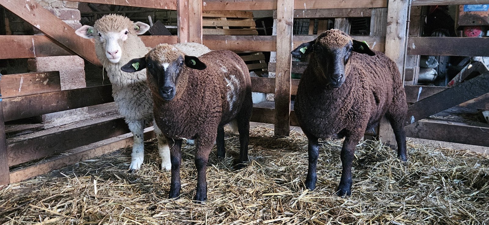 Ooilammeren, 2x Devon and Cornwall/Dorper 1x Poll Dorset/D&C, Dieren en Toebehoren, Vrouwelijk, Schaap, 0 tot 2 jaar