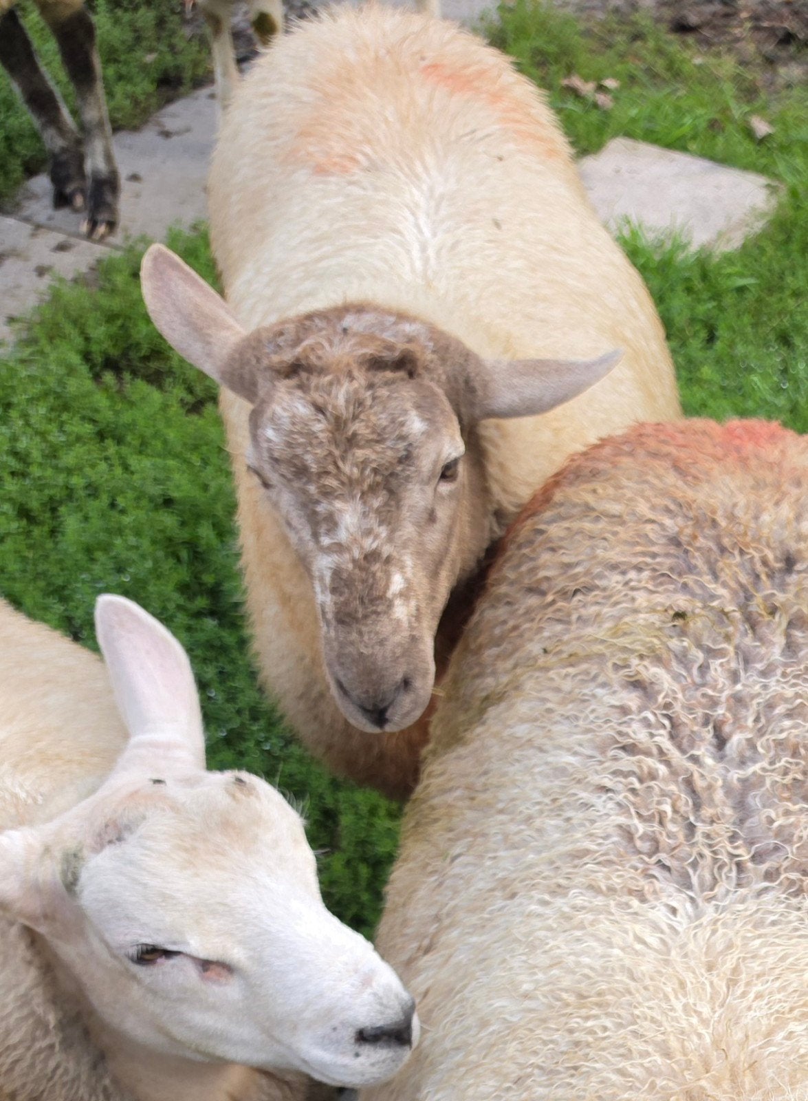 schaap schapen Ram dekram dekt goed hier klaar