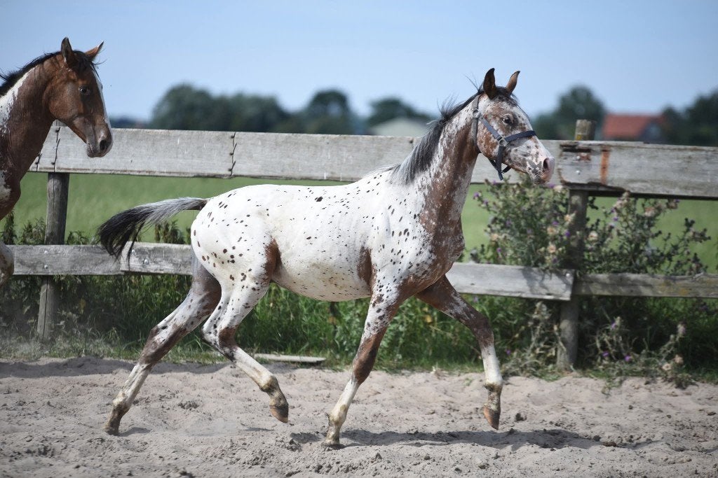 1,5 jarige appaloosa dressuur  hengst eyecatcher., Met stamboom, Niet van toepassing, Dressuurpaard, 0 tot 2 jaar