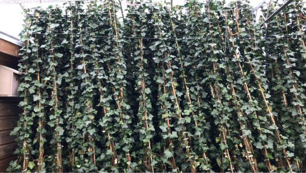 Hedera Hibernica 20/40 t/m 200/225 met 4 planten in één pot, Ophalen, Overige soorten, 100 tot 250 cm
