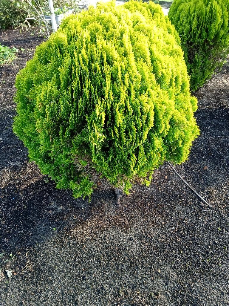 Thuja orientalis Aurea Nana, Ophalen, Bloeit niet, Overige soorten, Volle zon