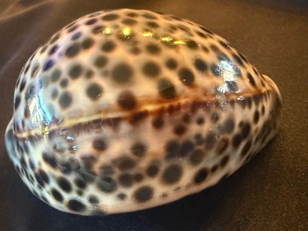 schelp Cypraea Tigris van 93mm, Ophalen of Verzenden, Schelp(en)