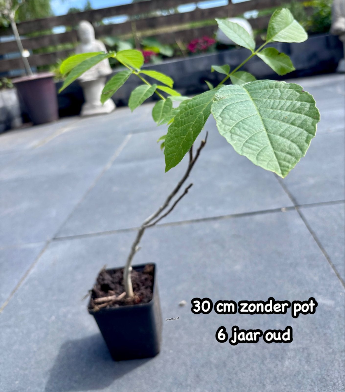 Biologische Walnoot Boom Bonsai - 6 jaar oud, voedselbos, Lente, Minder dan 100 cm, Volle zon, In pot