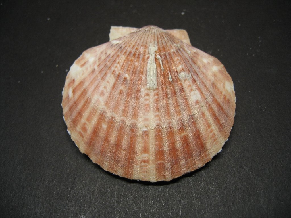 Schelpen: Aequipecten opercularis Linnaeus, 1758., Verzamelen, Ophalen of Verzenden, Schelp(en)
