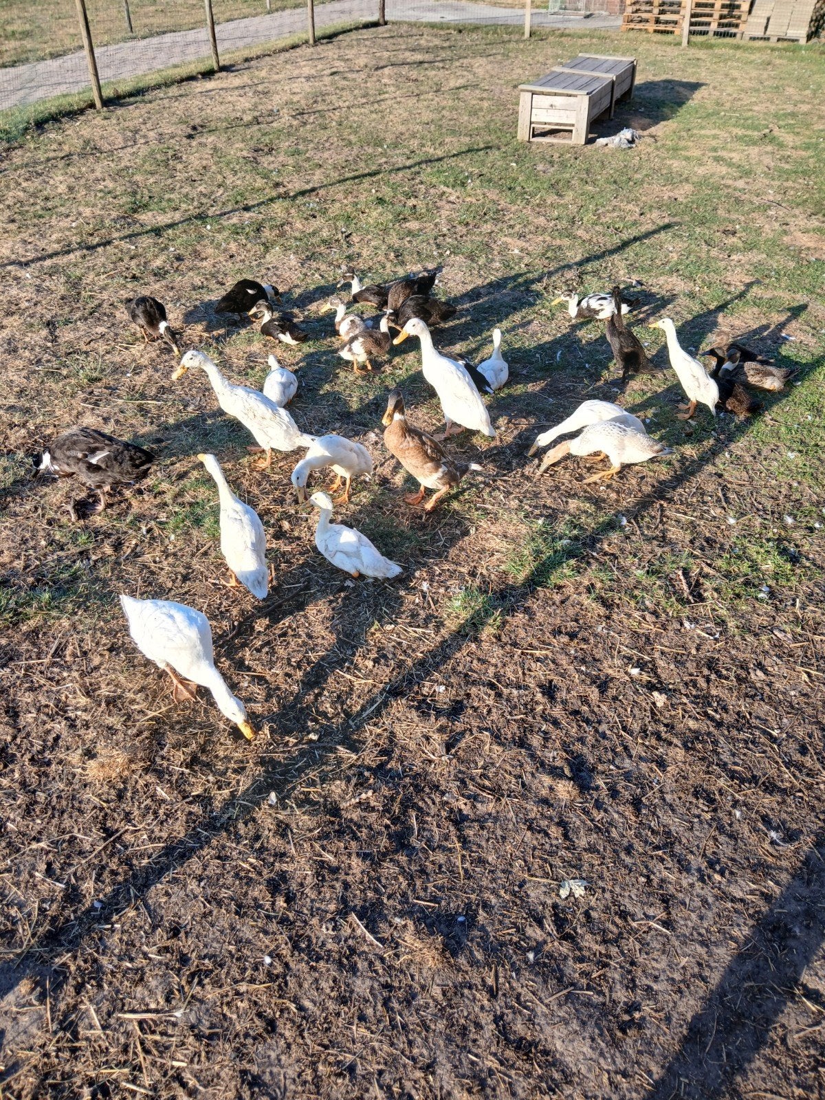 jonge loopeenden, Dieren en Toebehoren, Pluimvee, Meerdere dieren, Eend