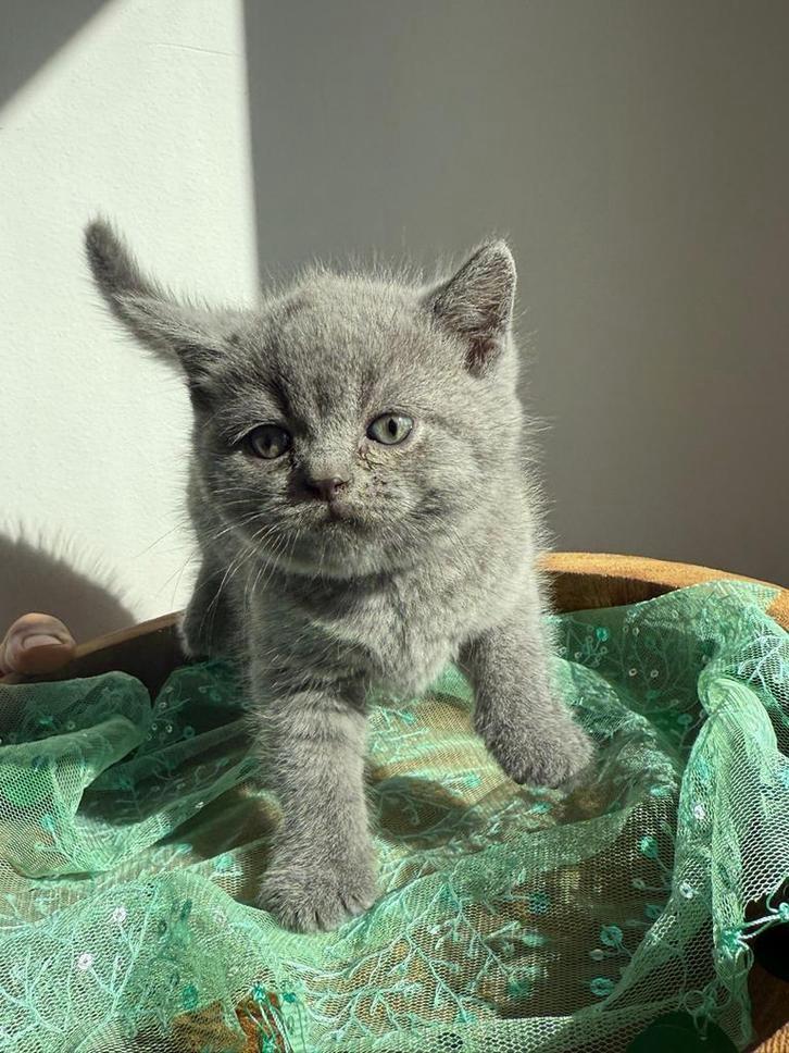 Britse korthaar kittens per direct verhuizen, Kater, Ontwormd, 0 tot 2 jaar
