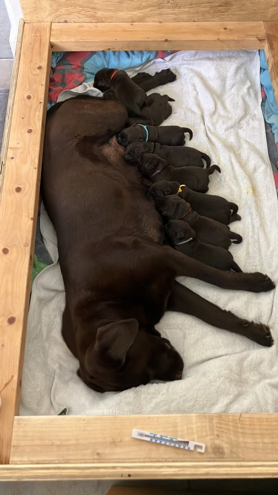 Mooie choco bruine labradors pups met stamboom, Parvo, 8 tot 15 weken, Teef, Labrador retriever