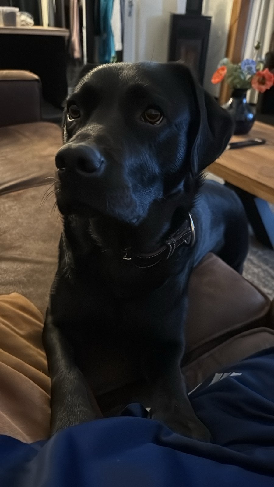 Lief Labrador teefje (2.5 jaar) zoekt liefdevol nieuw baasje, Dieren en Toebehoren, 1 tot 2 jaar, Teef, Labrador retriever, Eén hond