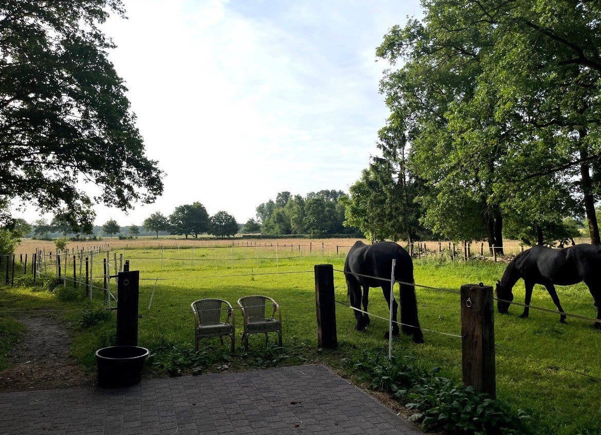 Volpension stalling -1,5ha weidegang -Schinveld -paard/ponny, Weidegang, 1 paard of pony
