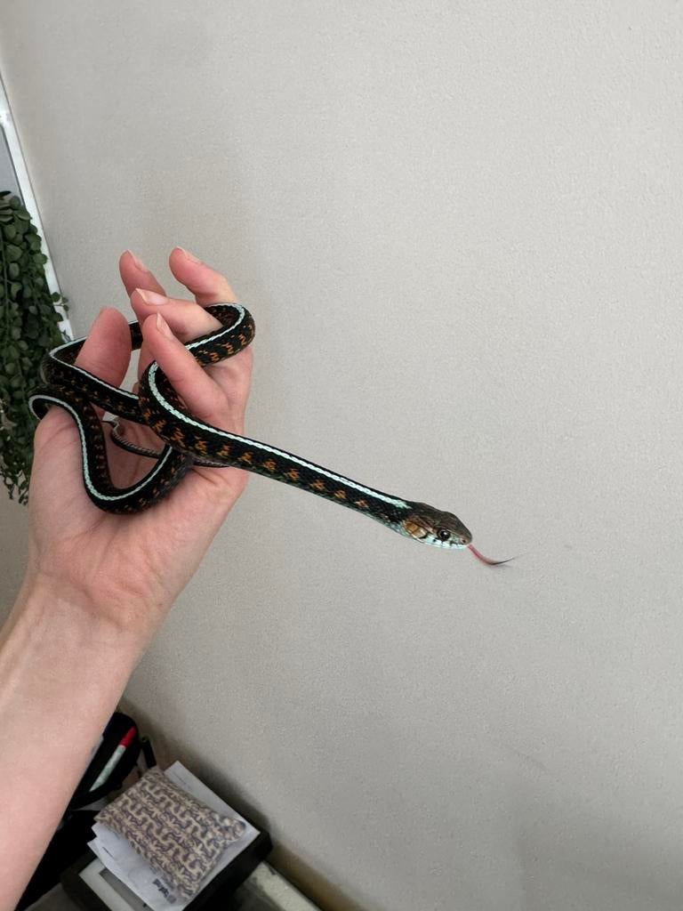 Thamnophis sirtalis concinnus vrouw, Dieren en Toebehoren, Hagedis, 0 tot 2 jaar