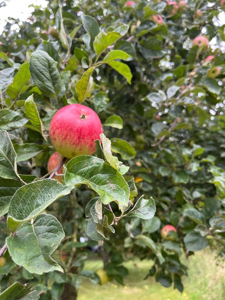 Zoete Bloemee, Zoete Pippeling appels, Ophalen
