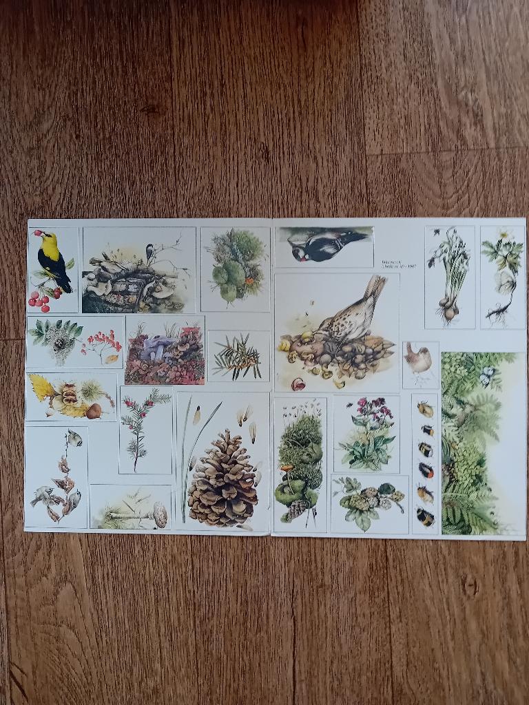 Knipsel - Libelle natuur, Ophalen of Verzenden, Gebruikt