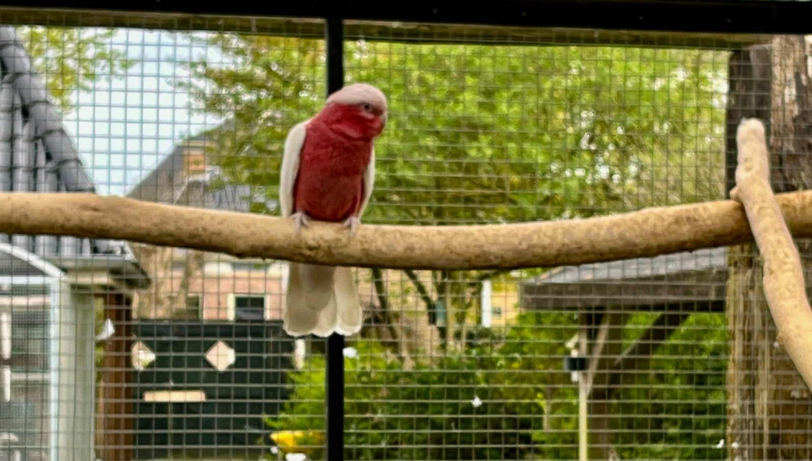 Mooi kweekkoppel rose kaketoe split lutino x lutino, Dieren en Toebehoren, Meerdere dieren, Papegaai, Geringd