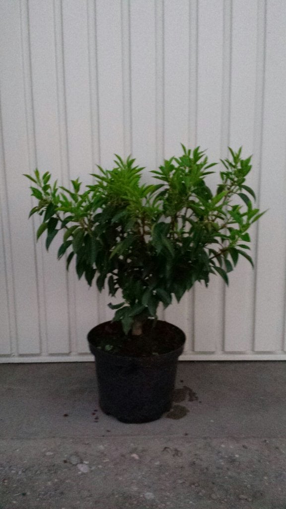 Portugese laurier prunus lustanica angustifolia, Vaste plant, Bloeit niet, Halfschaduw, Ophalen