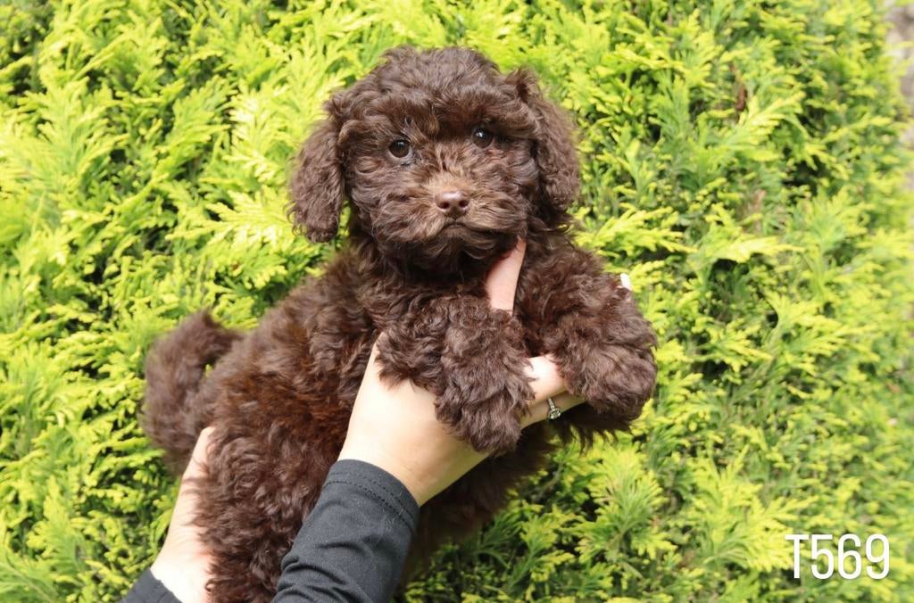 Maltipoo pups te koop chocolade bruin, Poedel, Parvo, Nederland, 8 tot 15 weken