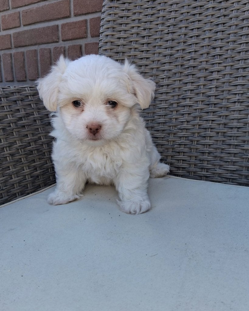 Prachtige Maltezer/boomer pup te koop, Dieren en Toebehoren, Honden | Chihuahua's en Gezelschapshonden, Maltezer, Reu, 8 tot 15 weken