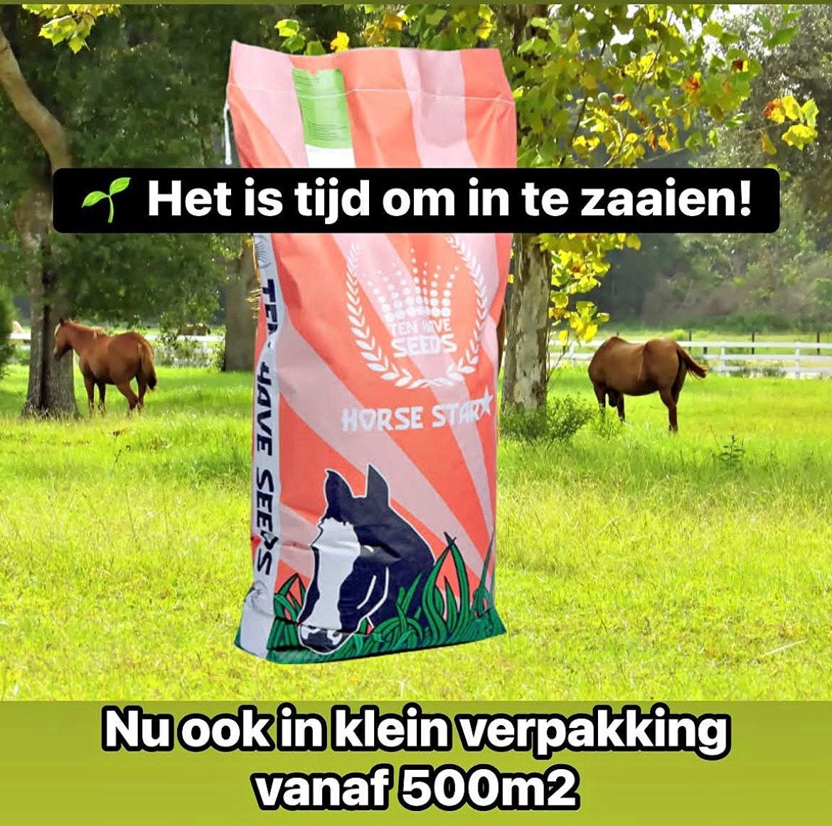 Ten Have| Paardewei graszaad (kleinverpakking)