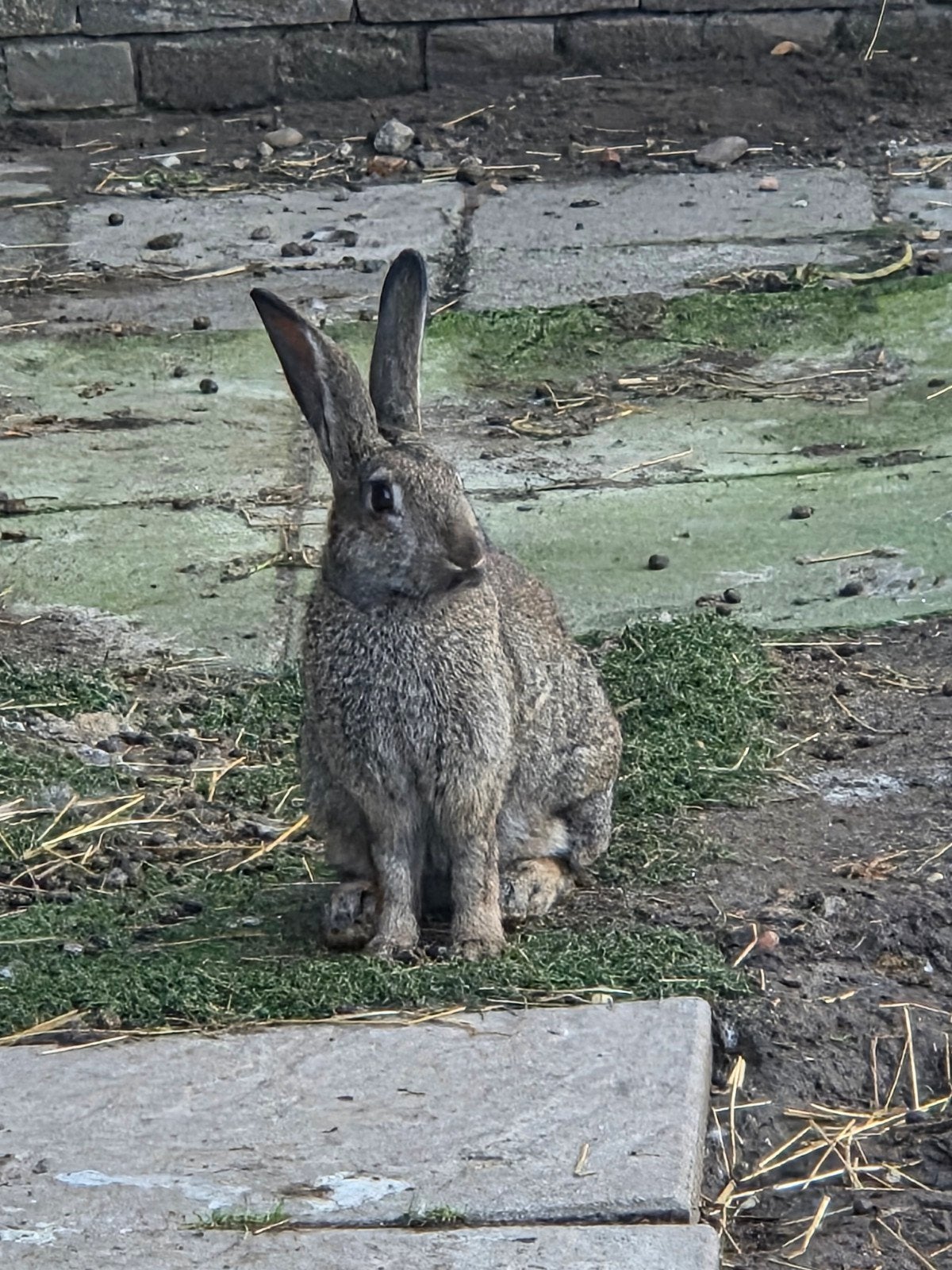 vlaamsereus x duitsereus jong, Dieren en Toebehoren, Mannelijk, Dwerg