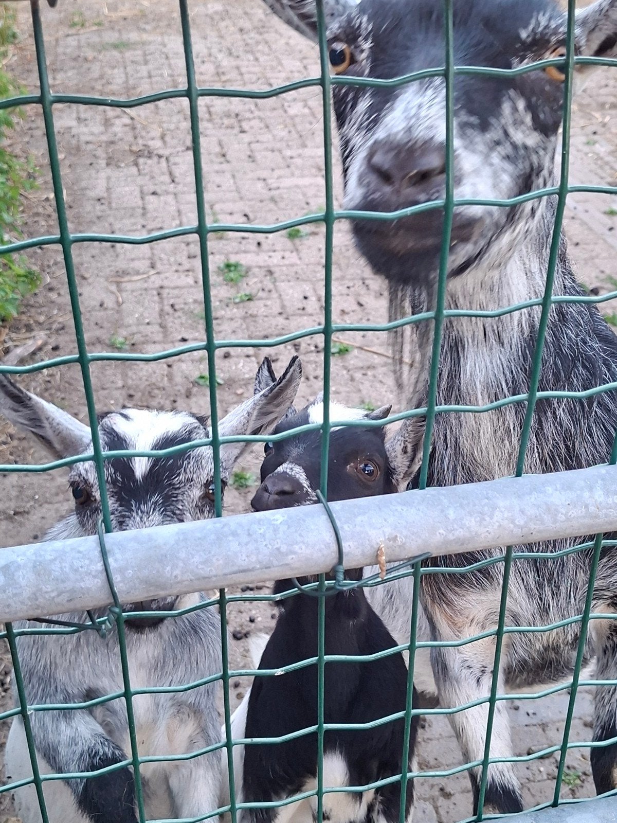 zwartwit geitje € 45 en 1 blauw bokje € 55 tk, Dieren en Toebehoren, Schapen, Geiten en Varkens, Meerdere dieren, Geit