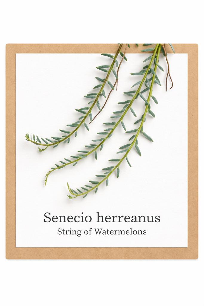 26. Senecio herreanus €0.75, Huis en Inrichting, Kamerplanten, Ophalen of Verzenden, Halfschaduw, Minder dan 100 cm