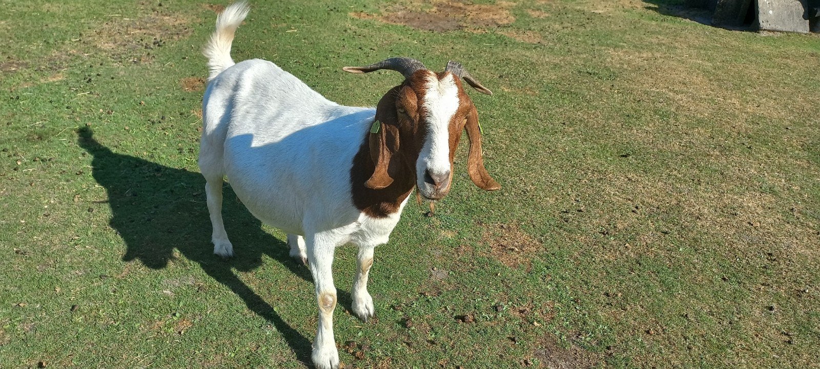 Te koop een lieve boergeit en boergeit bokje., Dieren en Toebehoren, Schapen, Geiten en Varkens, Meerdere dieren