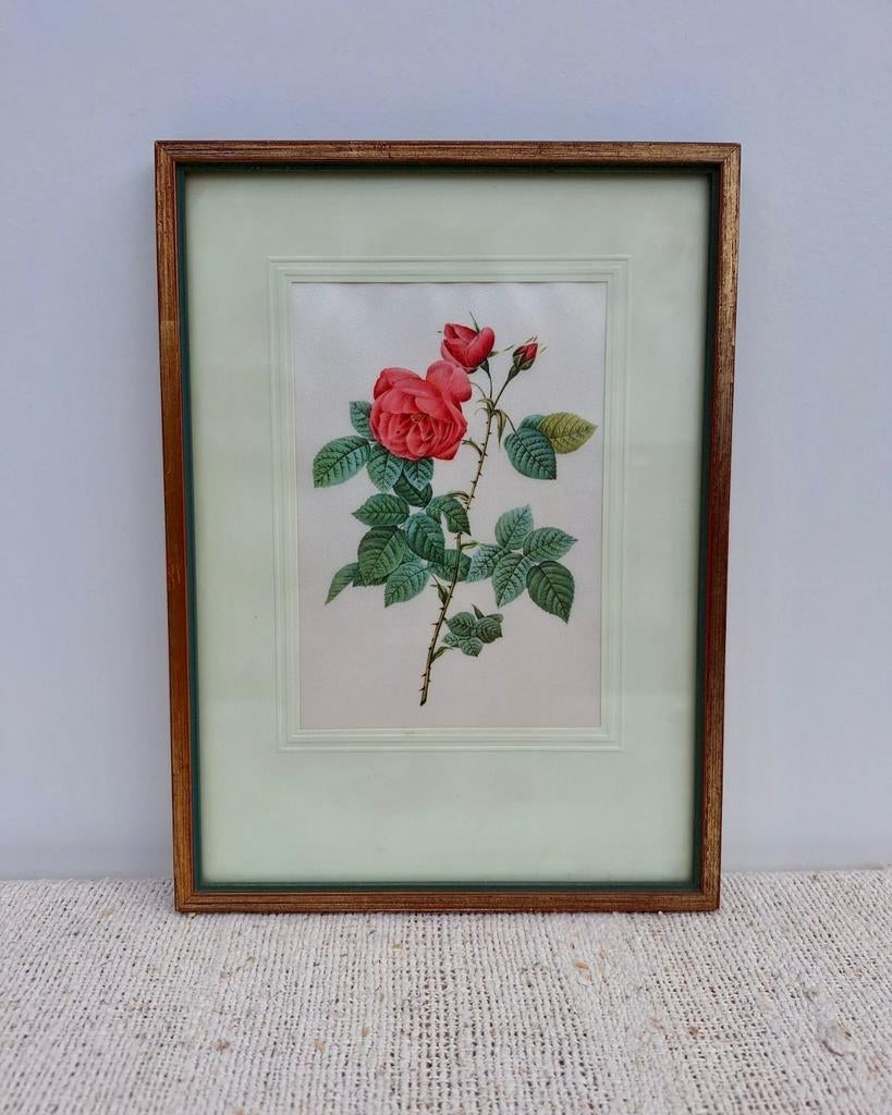 Vintage schilderijtje Redouté roos Cania Burboniana, Minder dan 50 cm, Ophalen of Verzenden, X, Minder dan 50 cm