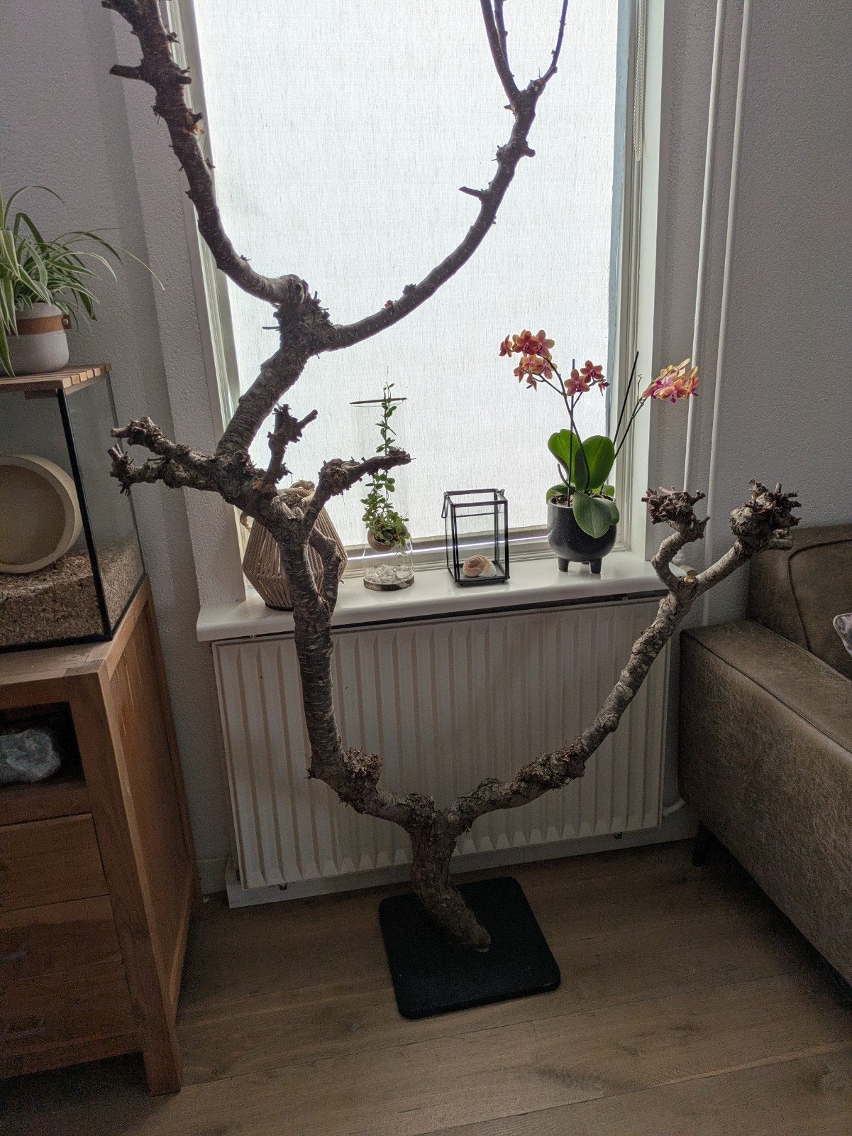 Decoratieve tak op zwart houten ondergrond  hoogte 190, Ophalen