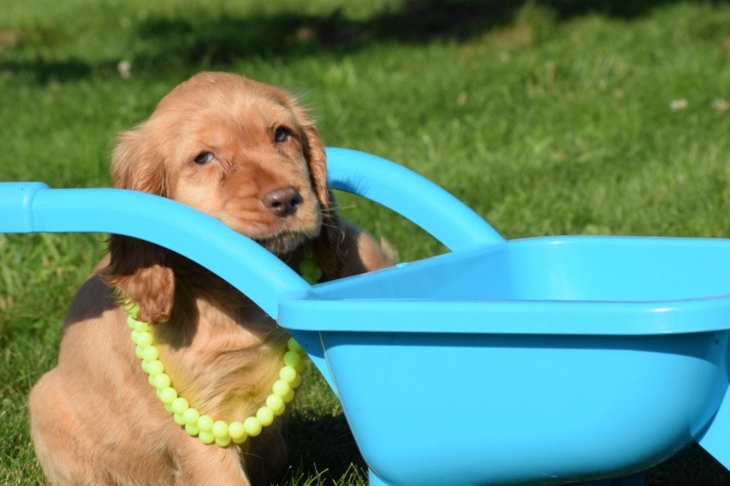 Engelse cocker spaniël pups diverse kleuren, Dieren en Toebehoren, Honden | Retrievers, Spaniëls en Waterhonden, België, 8 tot 15 weken