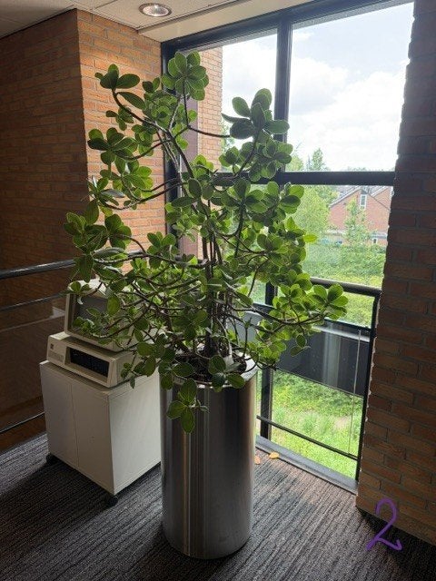 Natuurlijke plant , 100 euro\stuk , 23 stuks verschillende, Overige soorten, In pot, 150 tot 200 cm, Groene kamerplant