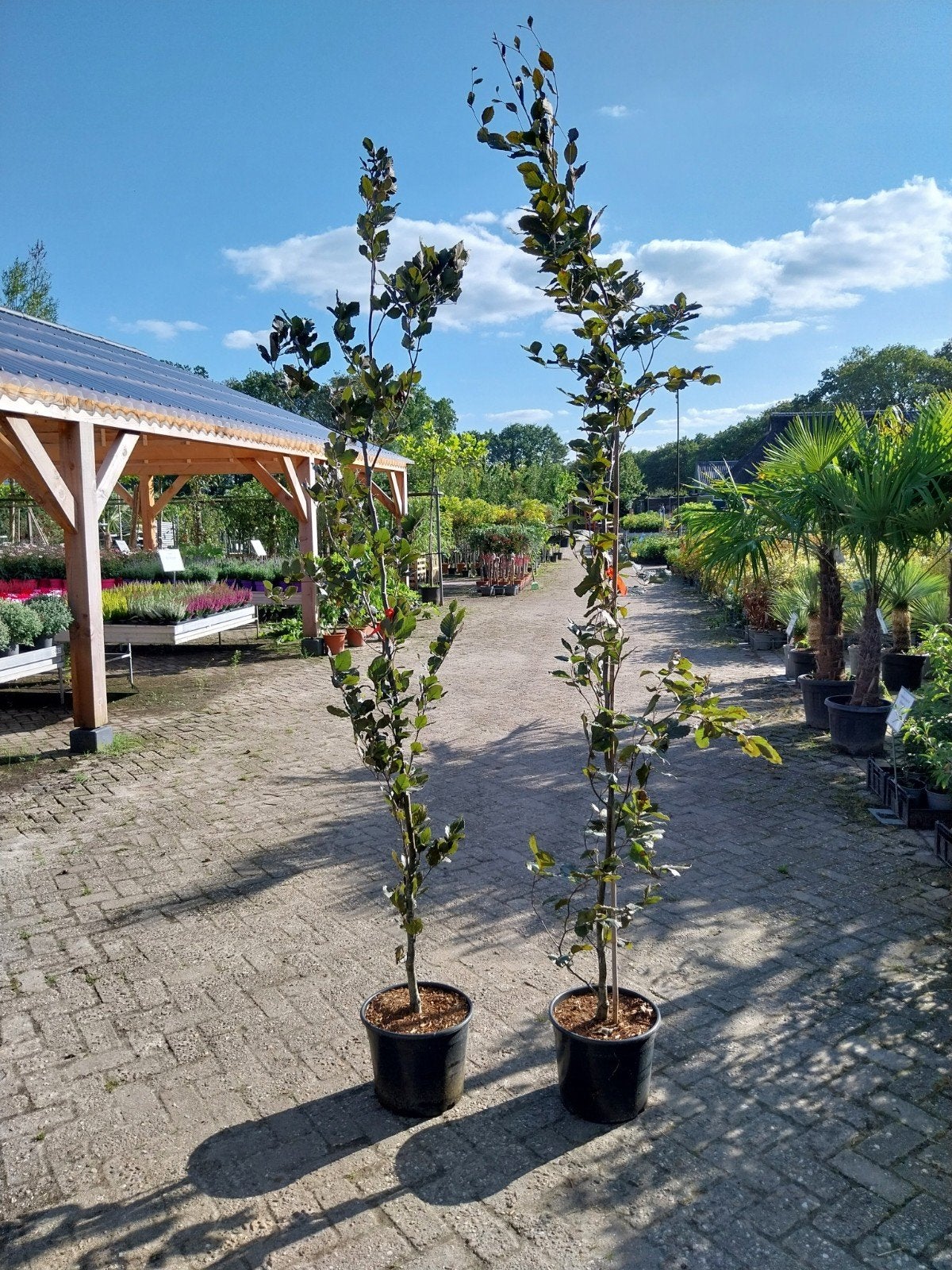 Rode Zuilbeuken Fagus Dawyck Purple 200-250 cm, Tuin en Terras, Bloeit niet, 100 tot 250 cm, Zuilboom, Ophalen