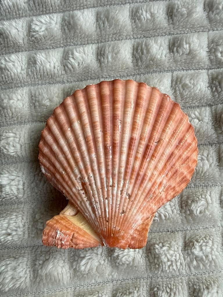 Prachtige oranje Pecten Nobilis dubbele schelp, Ophalen, Zo goed als nieuw
