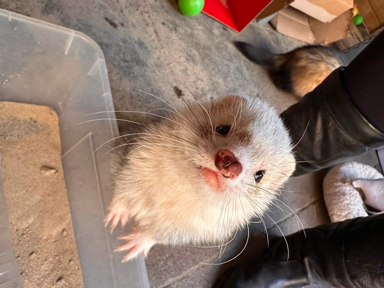 2 fretten zoeken een nieuw huisje, Dieren en Toebehoren, Juni, Meerdere dieren