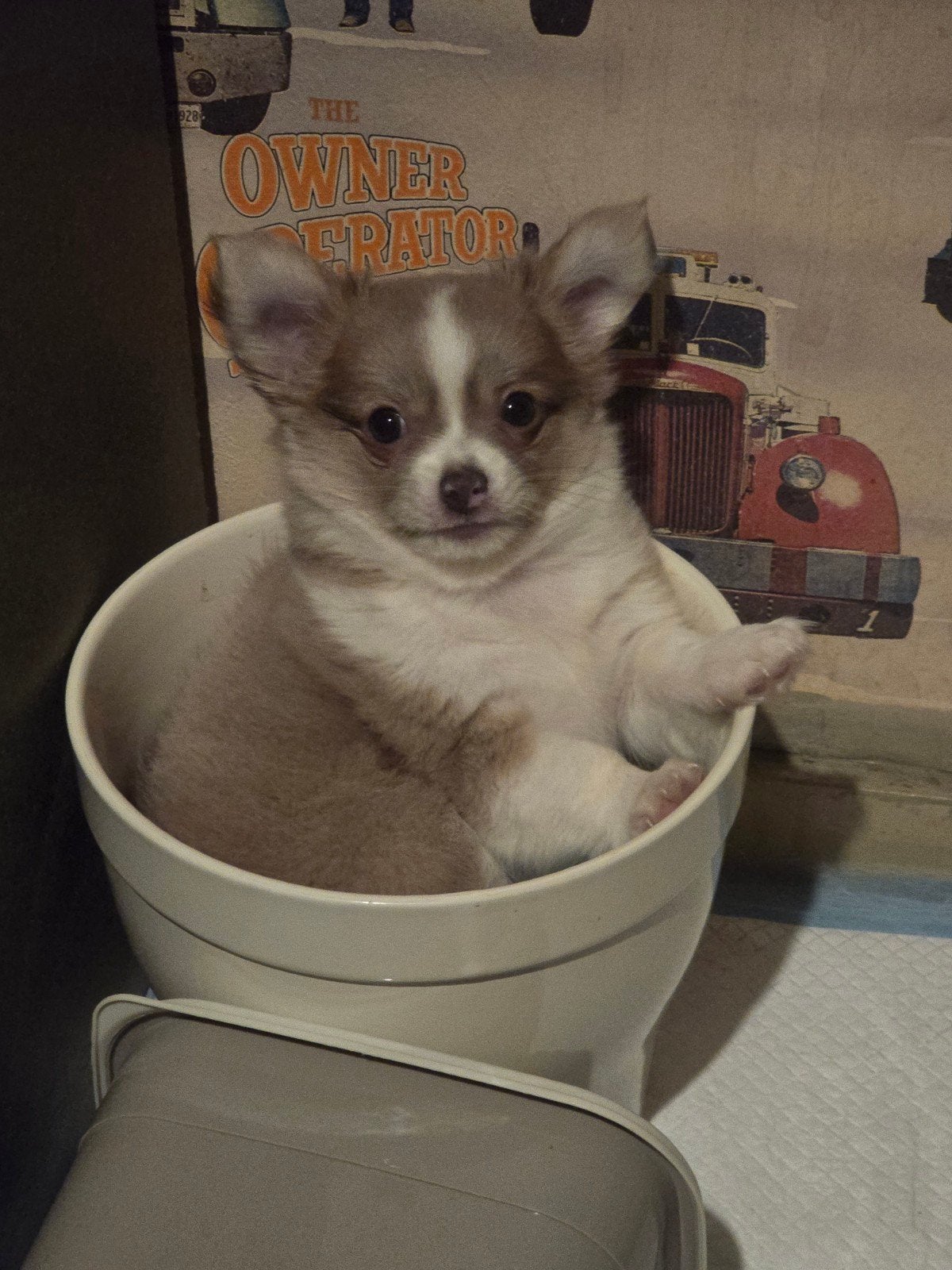 Chihuahua pup. Te koop: eenling reutje. Wordt erg verwend., 15 weken tot 1 jaar, Reu, Parvo, Eén hond