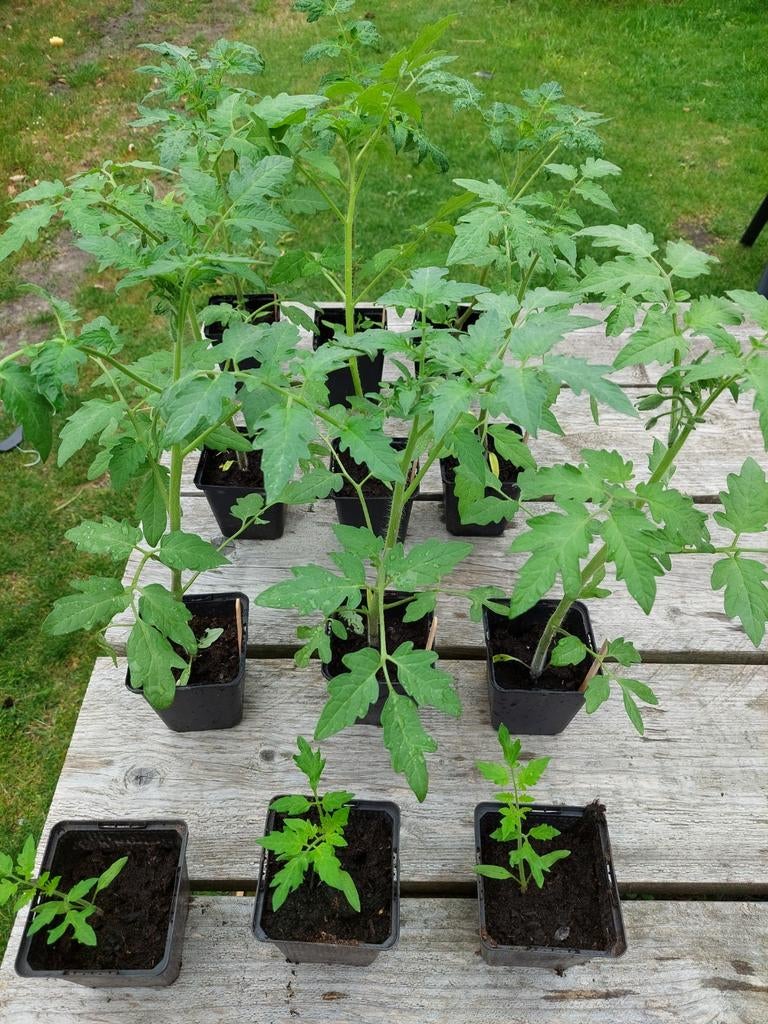 Tomatenplantjes, Ophalen, Eenjarig, Groenteplanten, Volle zon