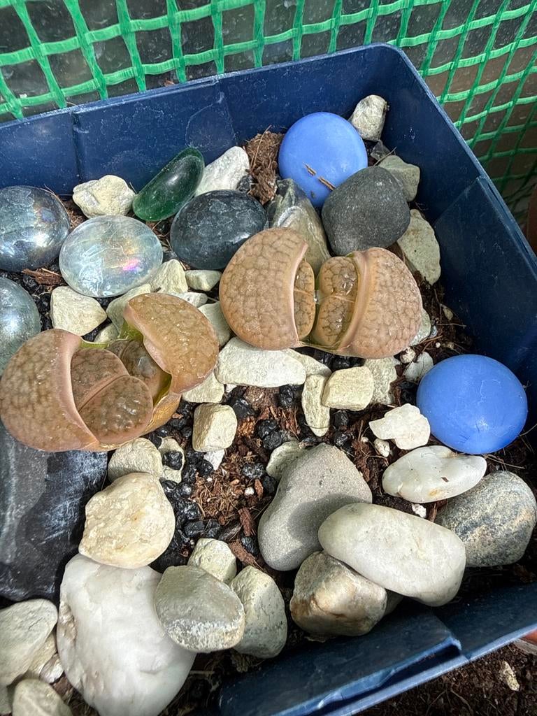Lithops levend steentje in pot, Volle zon, Vaste plant, Bloeit niet, Ophalen