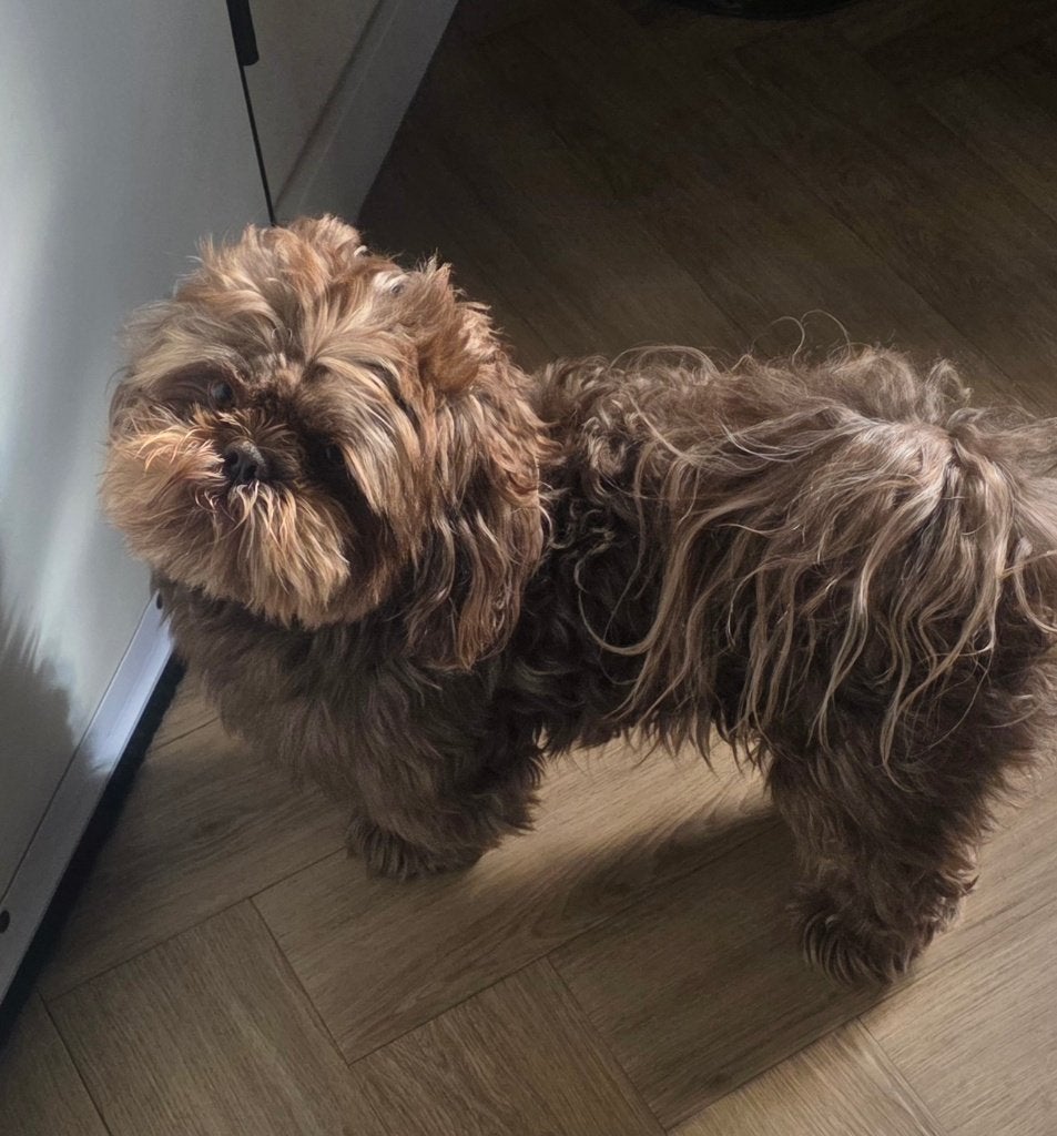 Dusty onze kleine raszuivere  dekreutje met livergen, 6 jaar of ouder, Reu, Parvo, Eén hond