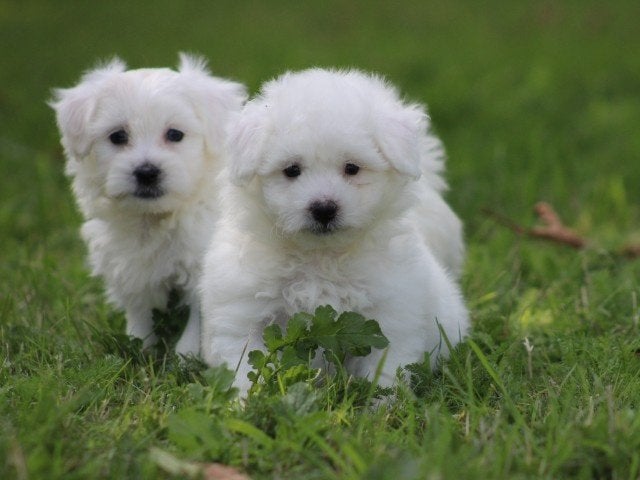 Maltezer pups, Maltezer, Nederland, Parvo, 8 tot 15 weken
