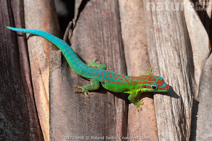 GEZOCHT: Phelsuma cepediana man, Dieren en Toebehoren, Reptielen en Amfibieën, Hagedis, 0 tot 2 jaar