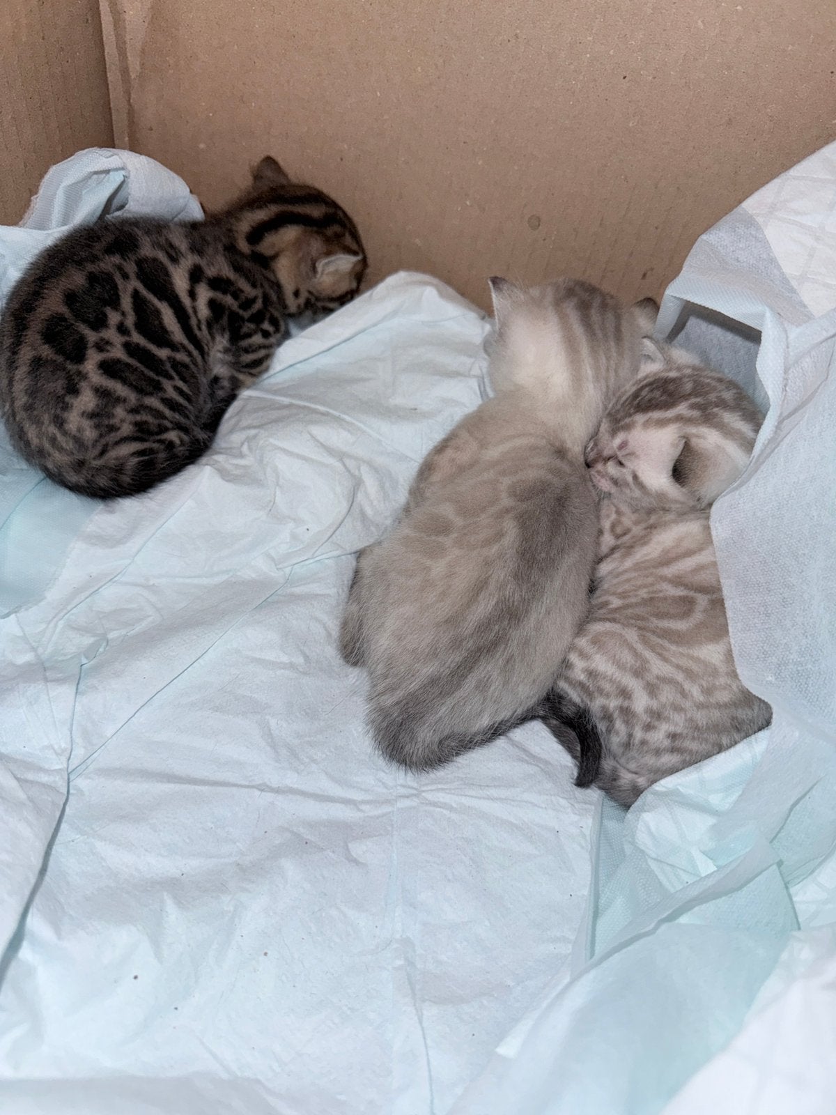 Bengaal kittens Rosetted met Stamboom, Meerdere dieren, Met stamboom