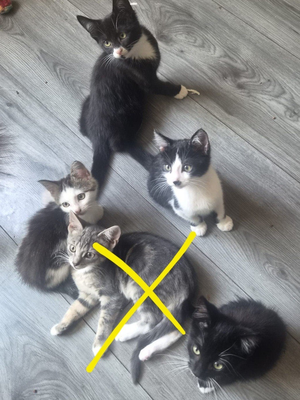 Britse korthaar x Noorse Boskat kittens, Meerdere dieren