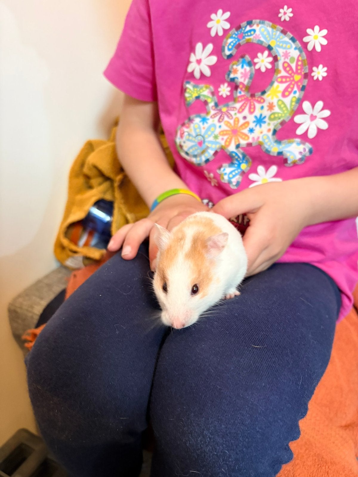 Lieve goudhamster / syrische hamster, Dieren en Toebehoren, Knaagdieren, Hamster, Vrouwelijk, November, Tam