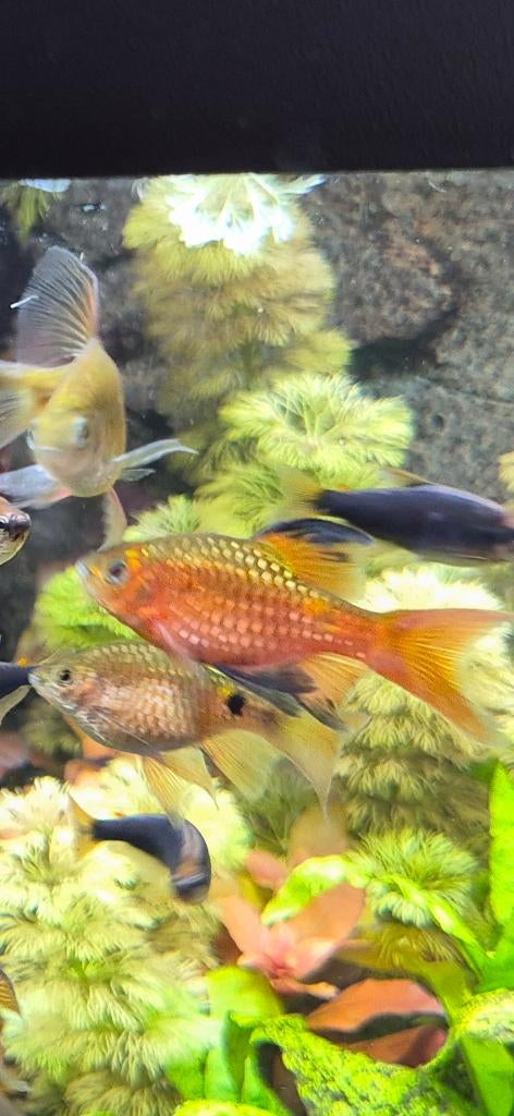 9x prachtbarbeel longfin, Dieren en Toebehoren, Vis