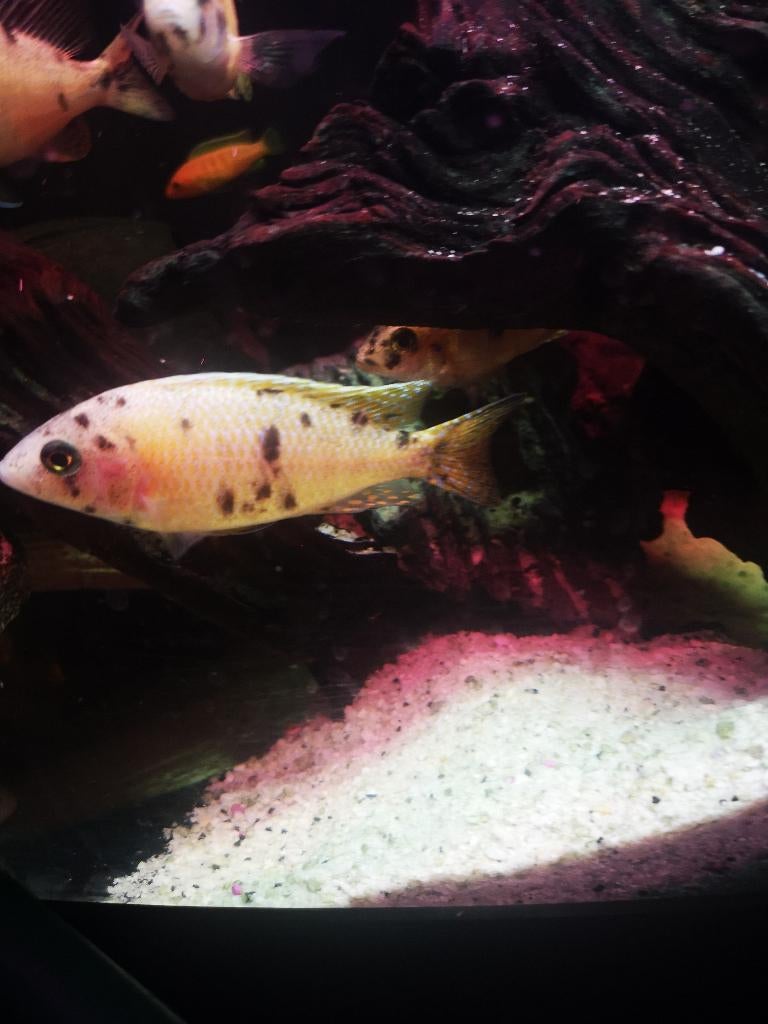 Mooie jonge Malawi, Dieren en Toebehoren, Vissen | Aquariumvissen, Vis, Zoetwatervis