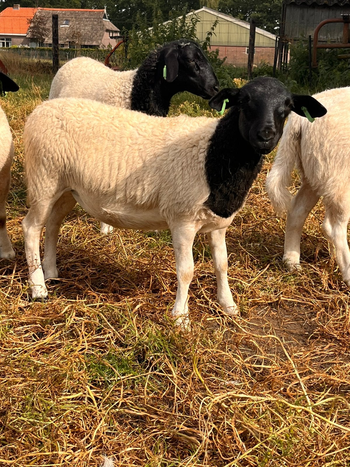 2 raszuivere dorper ooi! lammeren, Vrouwelijk, Schaap
