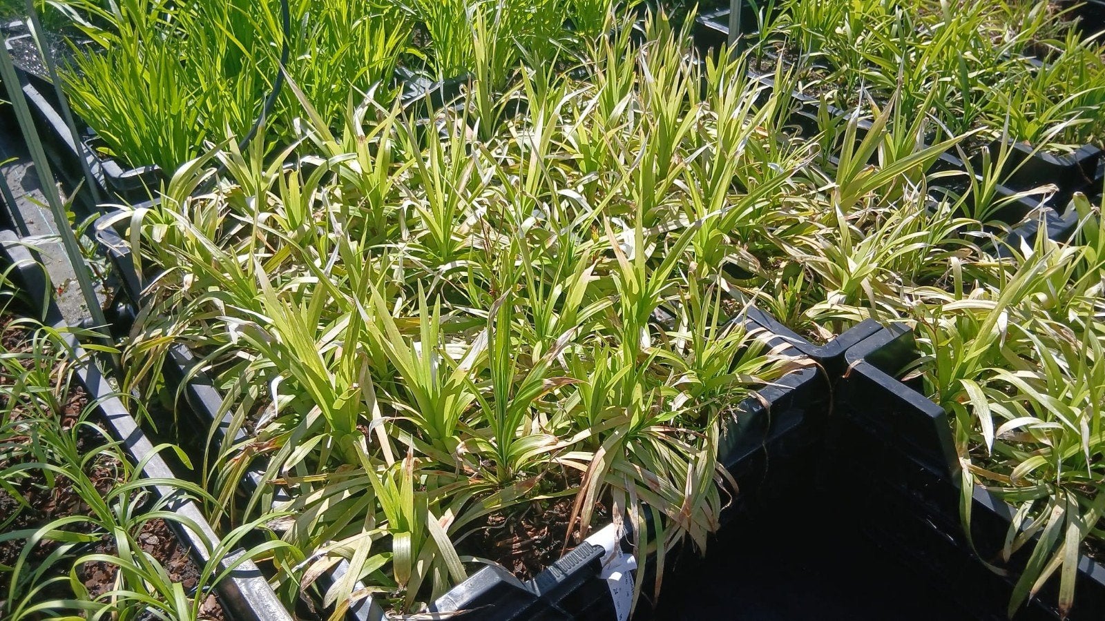 Liriope Muscari 'Moneymaker' - Leliegras €2, Tuin en Terras, Planten | Tuinplanten, Ophalen of Verzenden