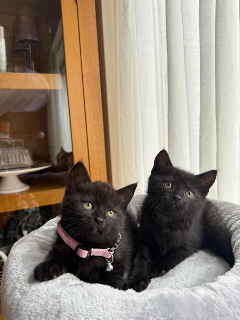 Britse kittens te koop (kruising), Dieren en Toebehoren
