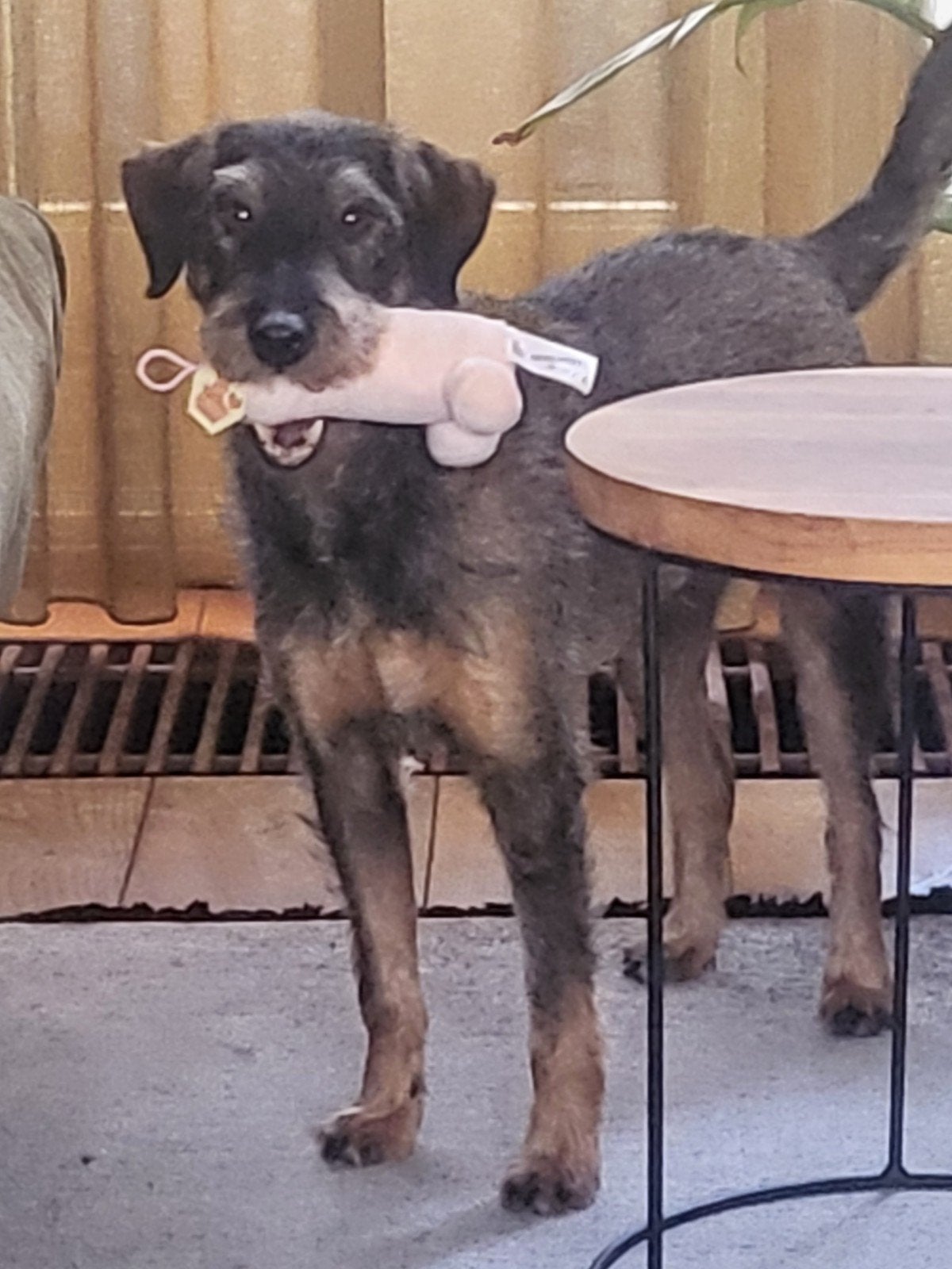 DOBBY ZOEKT EEN ECHTE BAAS, Dieren en Toebehoren, 6 jaar of ouder, Parvo, Reu, Eén hond